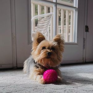 Meet your Posher, Channi